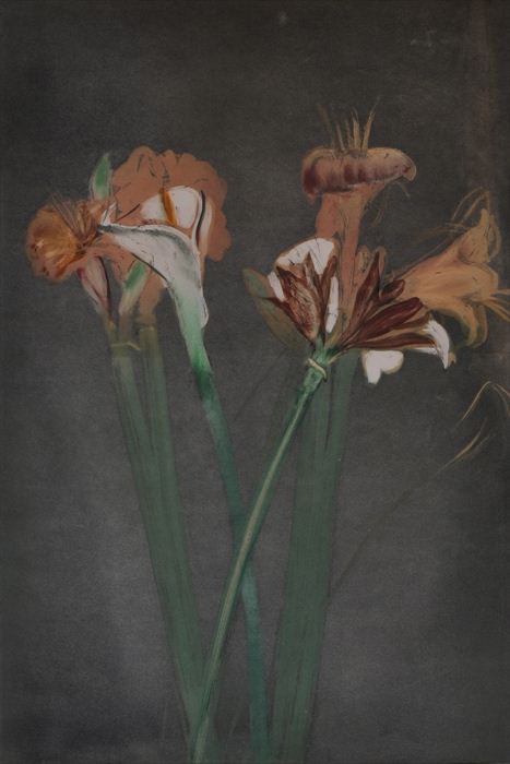 MICHAEL MAZUR b 1935 AMARYLLIS 13bbfe