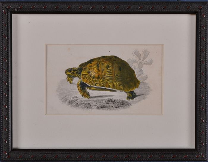 FRENCH SCHOOL: THREE TURTLE PRINTS Etching