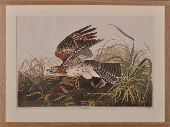 AFTER AUDUBON WINTER HAWK Engraved 13f120