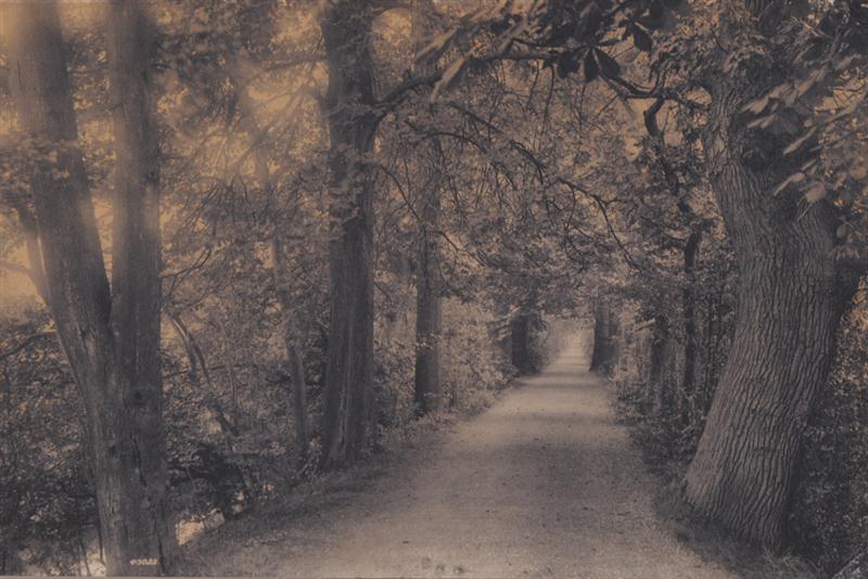 UNKNOWN C.1890: TREE-LINED LANE Platinum