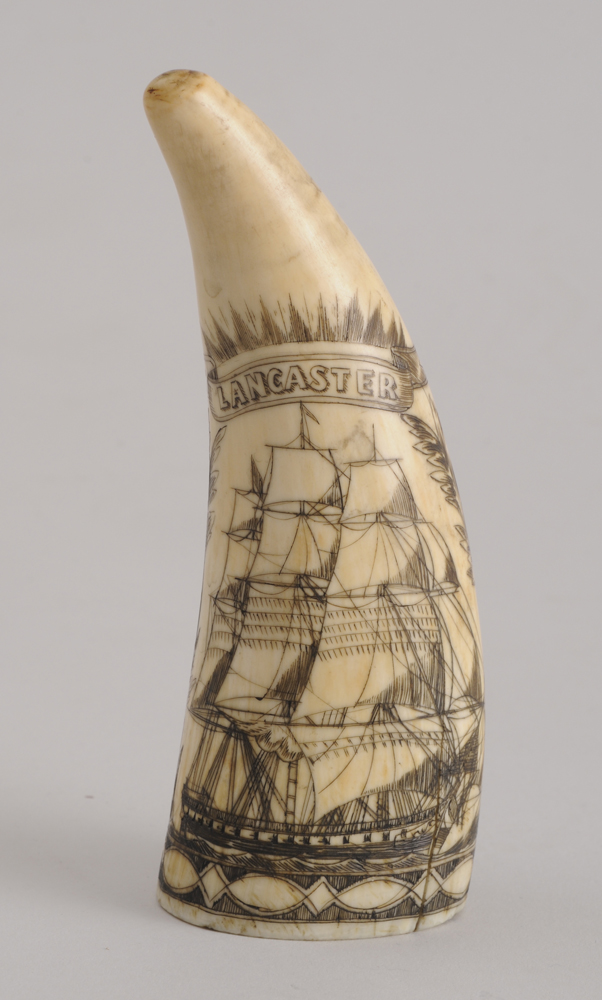 AMERICAN SCRIMSHAW CARVED WHALE S 13f592