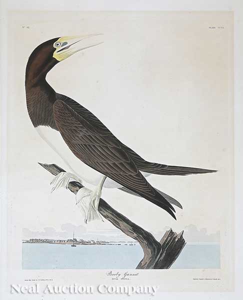 After John James Audubon (American