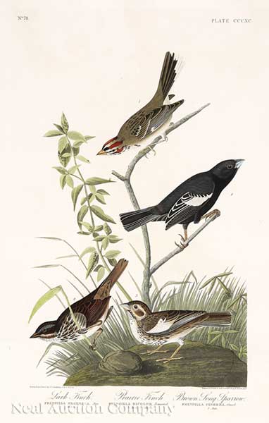 John James Audubon American 1785 1851  13e52e