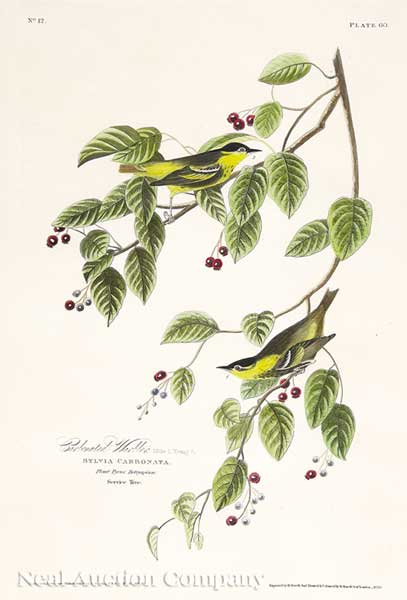 John James Audubon American 1785 1851  13e52c