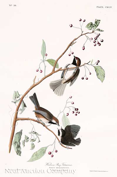 John James Audubon (American 1785-1851)