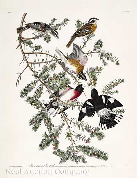 John James Audubon American 1785 1851  1418f5