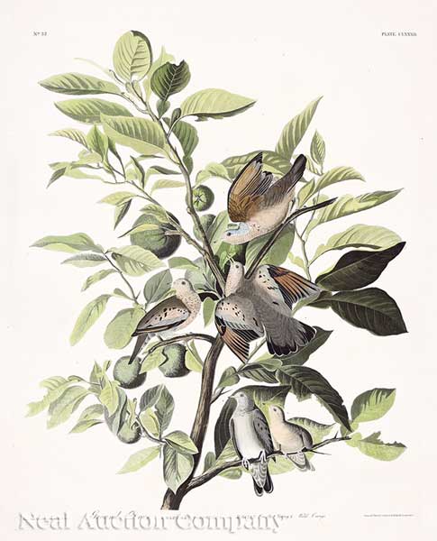 John James Audubon American 1785 1851  141911