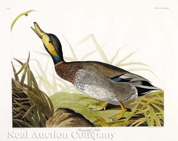 John James Audubon (American 1785-1851)