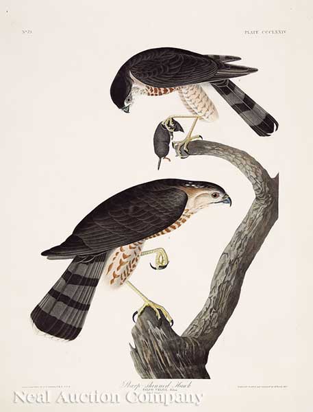 John James Audubon American 1785 1851  141914