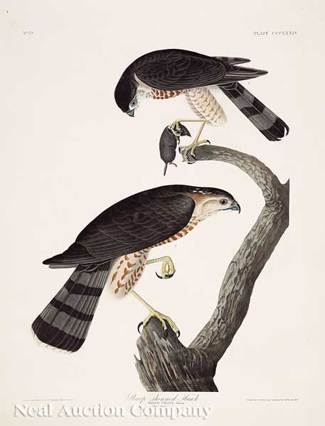 John James Audubon (American 1785-1851)