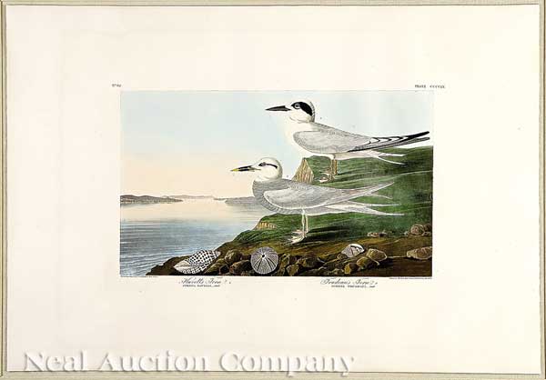 John James Audubon American 1785 1851  141917