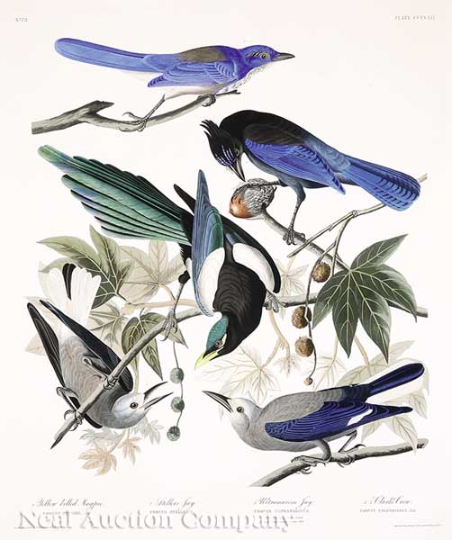 John James Audubon American 1785 1851  1419ef