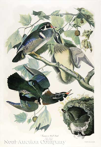 John James Audubon American 1785 1851  1419f4