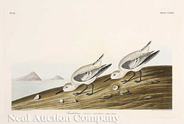 John James Audubon American 1785 1851  1419f1