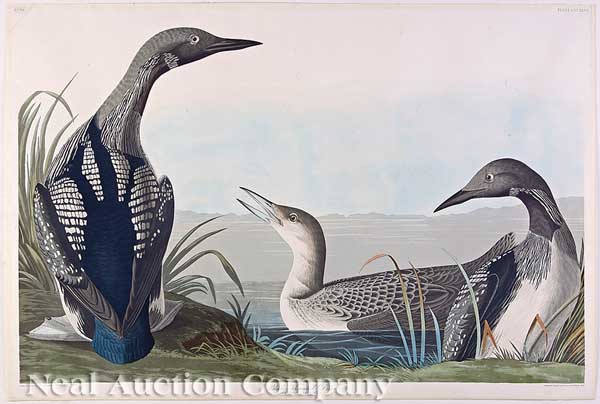 John James Audubon (American 1785-1851)