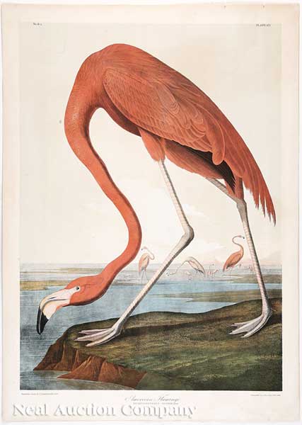 John James Audubon (American 1785-1851)