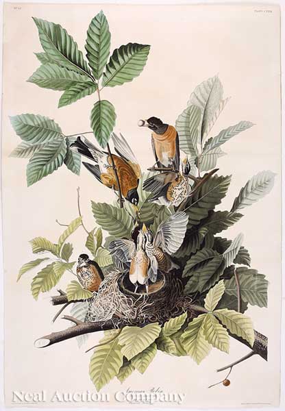 John James Audubon American 1785 1851  14201f