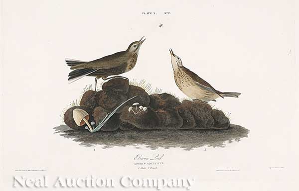 John James Audubon American 1785 1851  14013a