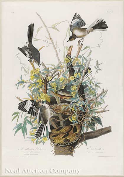 John James Audubon American 1785 1851  14013b