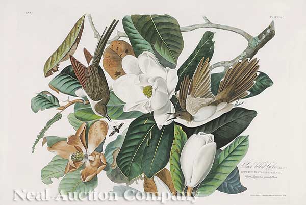 John James Audubon (American 1785-1851)