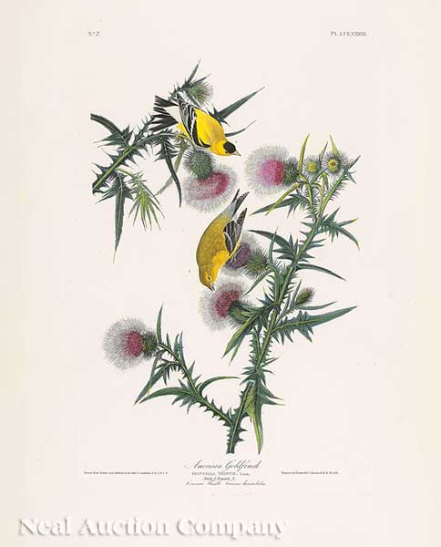 John James Audubon American 1785 1851  14013e
