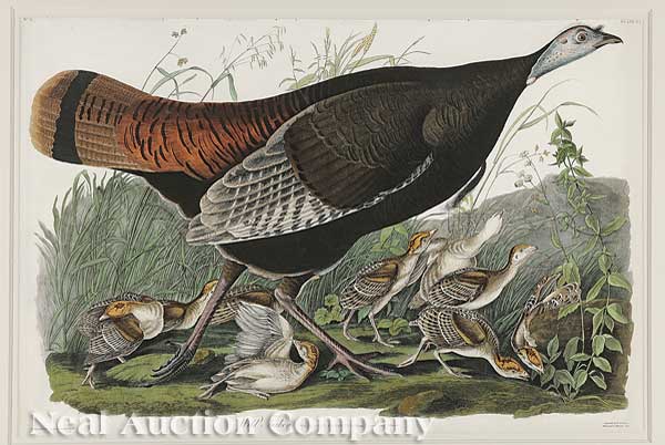 John James Audubon (American 1785-1851)