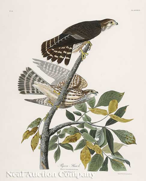 John James Audubon (American 1785-1851)