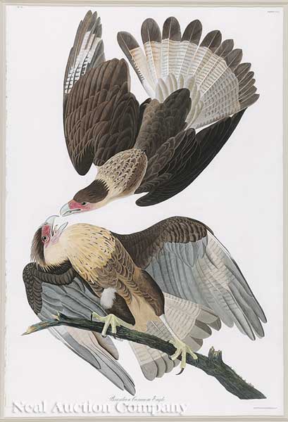 John James Audubon American 1785 1851  140149