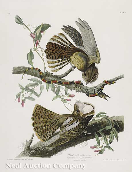 John James Audubon American 1785 1851  140140