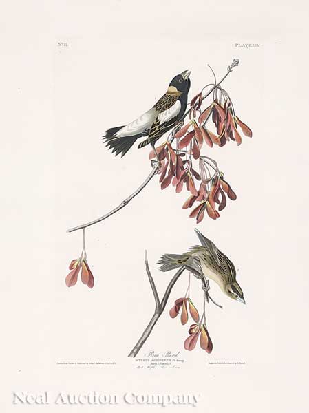 John James Audubon (American 1785-1851)