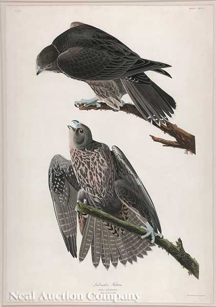 John James Audubon American 1785 1851  14014e