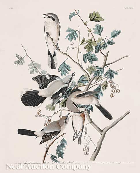 John James Audubon American 1785 1851  14014f