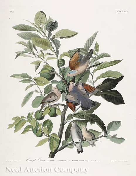 John James Audubon American 1785 1851  14014c