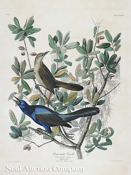 John James Audubon American 1785 1851  14014d