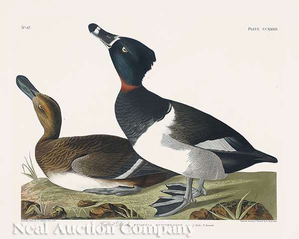 John James Audubon (American 1785-1851)