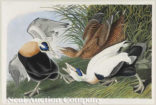 John James Audubon (American 1785-1851)