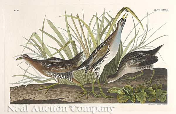 John James Audubon (American 1785-1851)