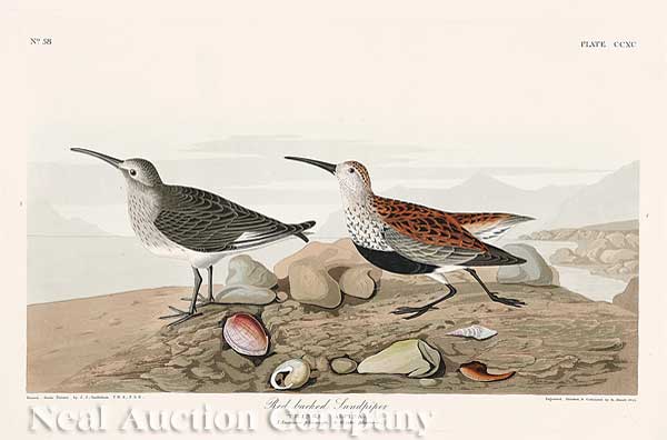 John James Audubon American 1785 1851  140164