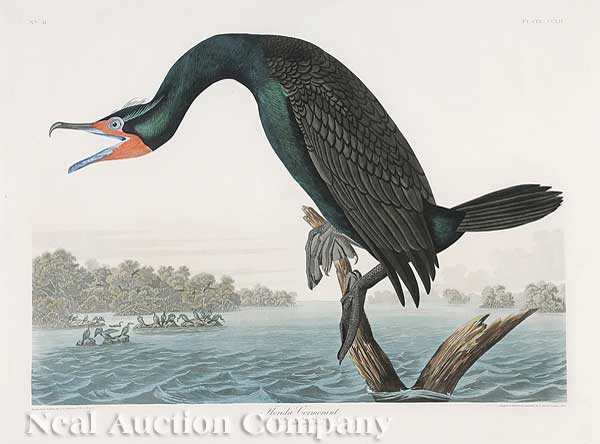 John James Audubon American 1785 1851  14015f