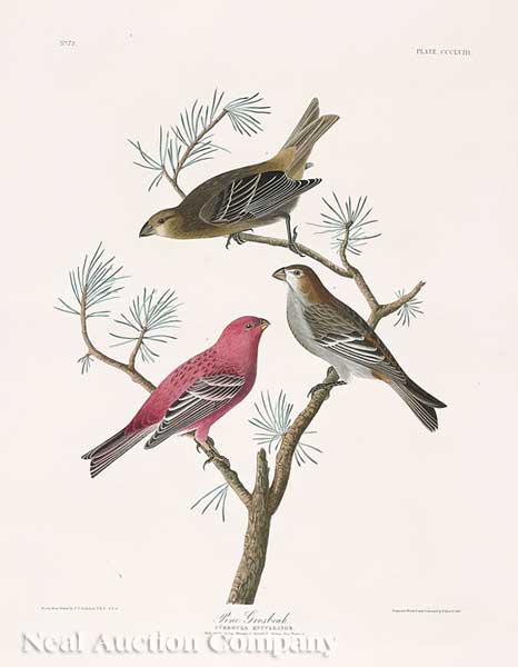 John James Audubon American 1785 1851  14016f