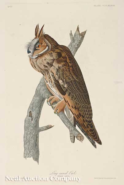 John James Audubon (American 1785-1851)