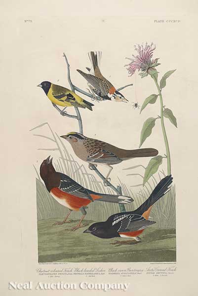 John James Audubon American 1785 1851  140173