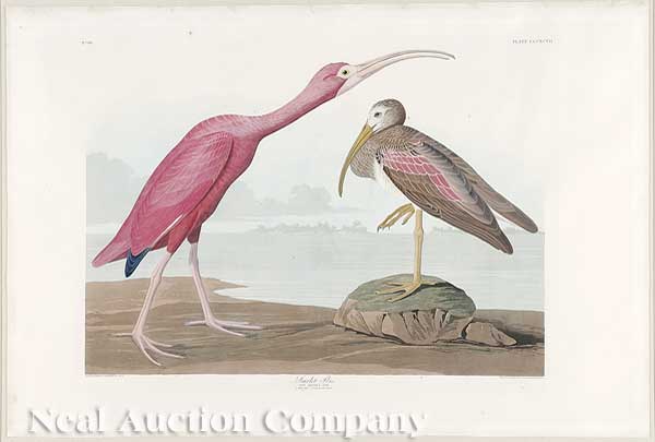 John James Audubon (American 1785-1851)