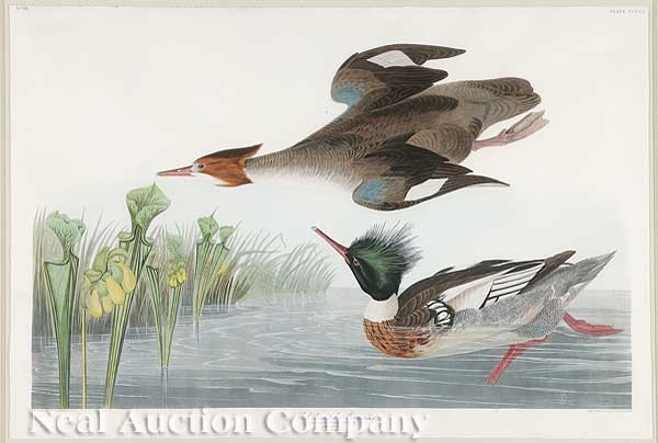 John James Audubon American 1785 1851  140175