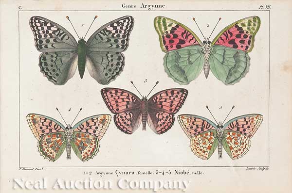 A Collection of Seven Hand-Colored Engravings