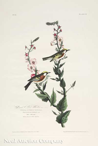 John James Audubon (American 1785-1851)