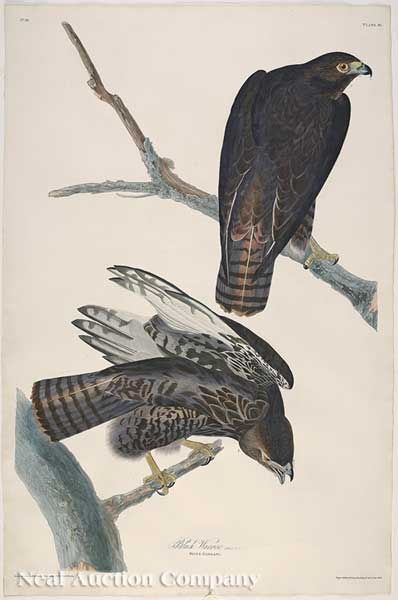 John James Audubon (American 1785-1851)