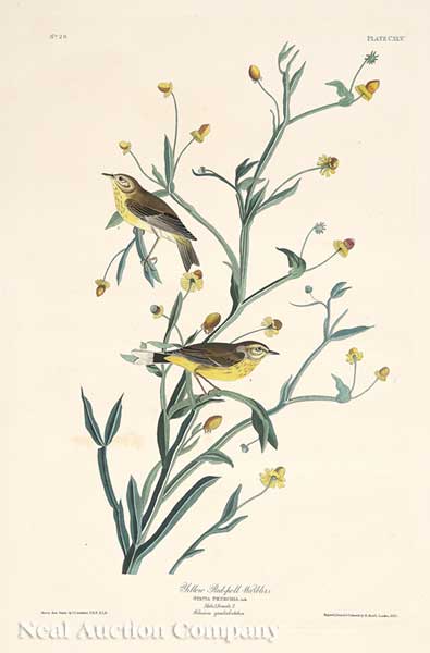 John James Audubon American 1785 1851  14073f