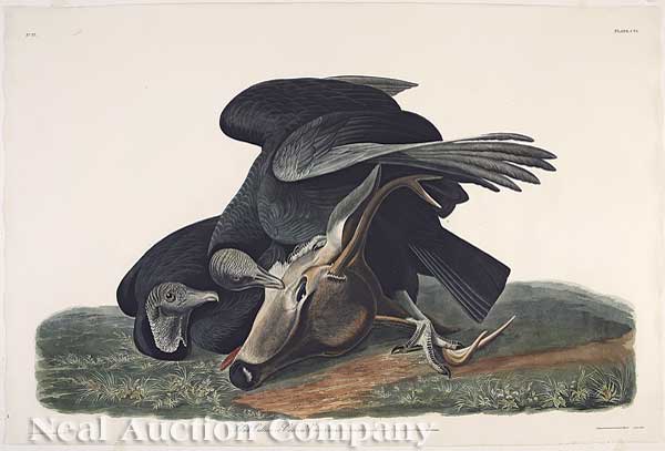 John James Audubon (American 1785-1851)