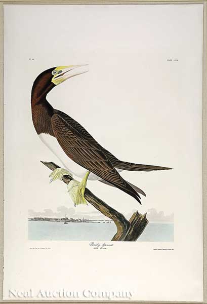 John James Audubon (American 1785-1851)